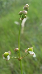 Sagittaria graminea graminea