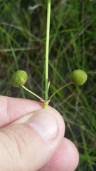 Sagittaria graminea graminea