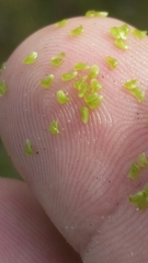 Sagittaria graminea graminea