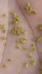 Sagittaria graminea graminea