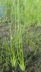 Sagittaria graminea graminea