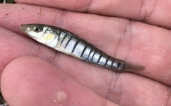 Fundulus similis