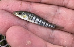 Fundulus similis