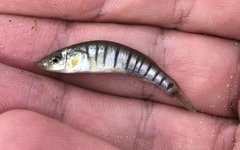 Fundulus similis