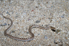 Arizona elegans eburnata