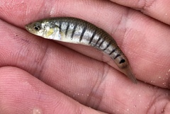 Fundulus similis
