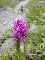 Dactylorhiza urvilleana