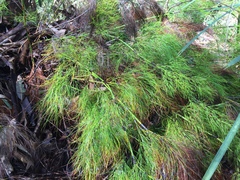 Caustis blakei
