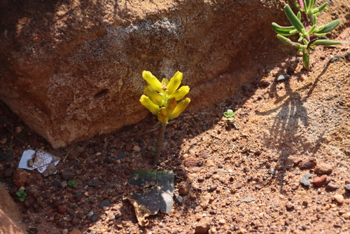 Image of Lachenalia patentissima by (c) Tony Rebelo, some rights reserved (CC BY-SA)