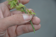 Symphytum × uplandicum