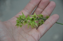 Symphytum × uplandicum