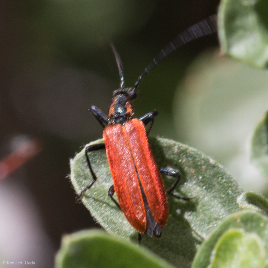 Sisenes championi