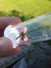 Ancistrocerus unifasciatus