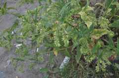 Symphytum × uplandicum