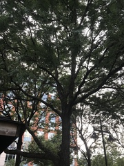 Gleditsia triacanthos