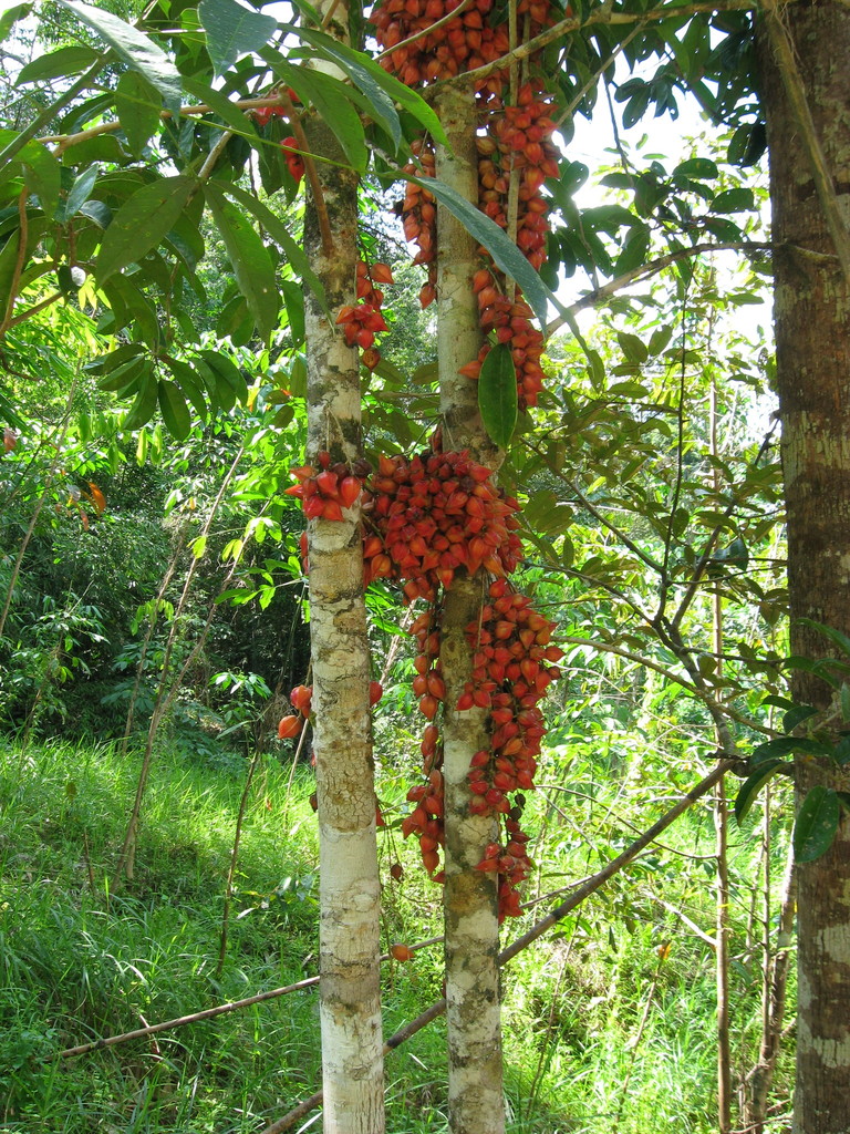 Baccaurea angulata; photograph ml_ls, CC BY, iNaturalist via GBIF