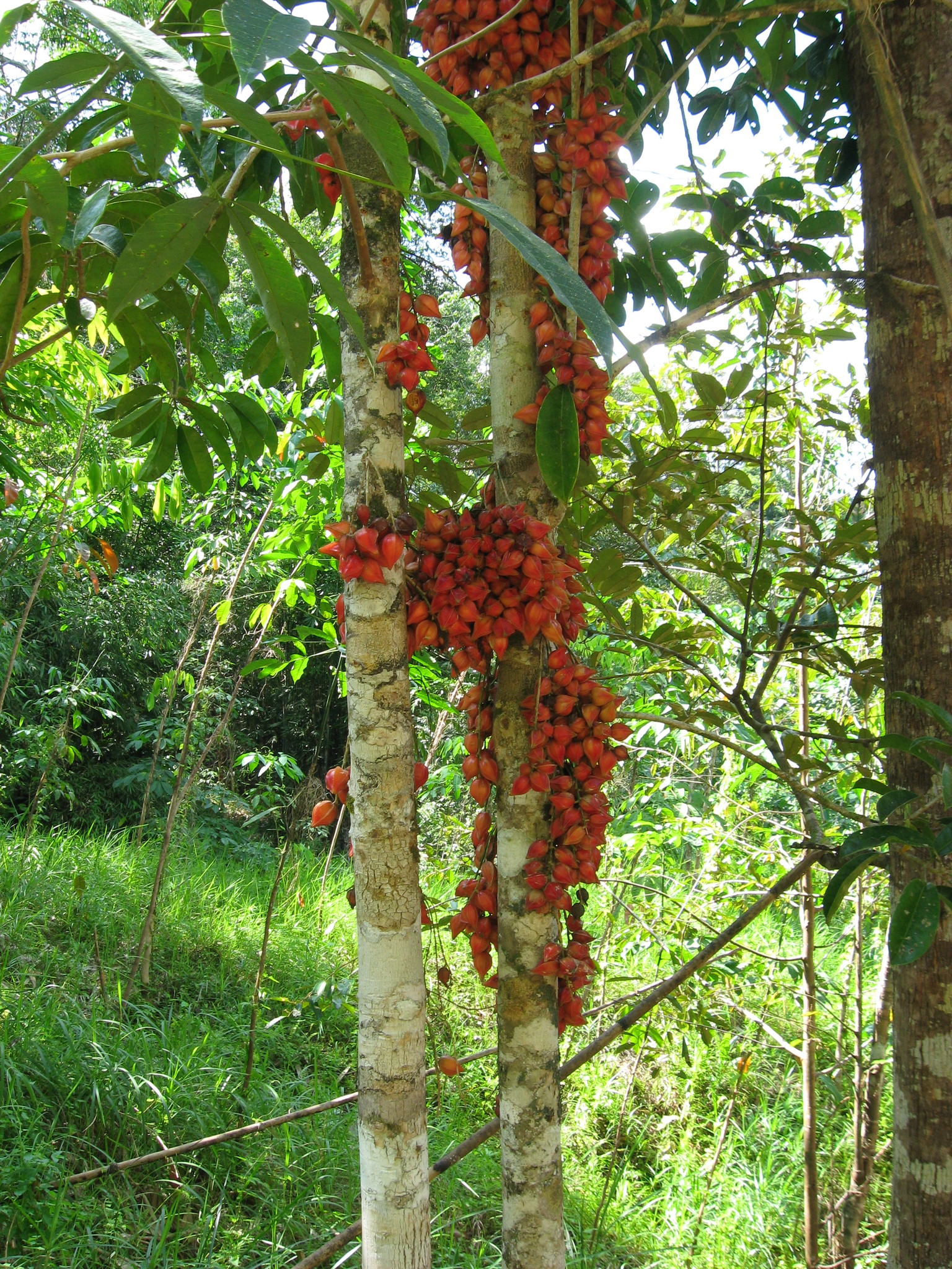 Baccaurea angulata