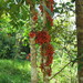 Baccaurea angulata - Photo (c) ml_ls, μερικά δικαιώματα διατηρούνται (CC BY), uploaded by ml_ls