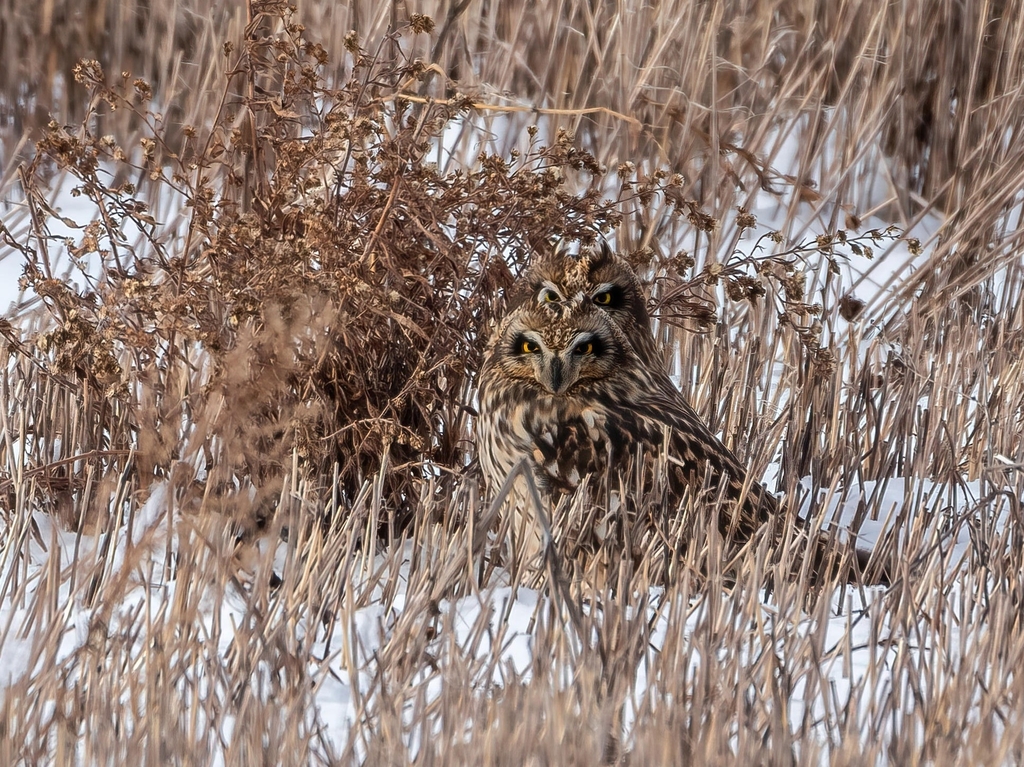 Hibou des marais