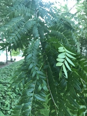 Gleditsia triacanthos