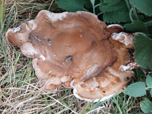 Ganoderma polychromum