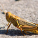 Short-horned Grasshoppers - Photo (c) Roberto R. Calderón, some rights reserved (CC BY-NC), uploaded by Roberto R. Calderón