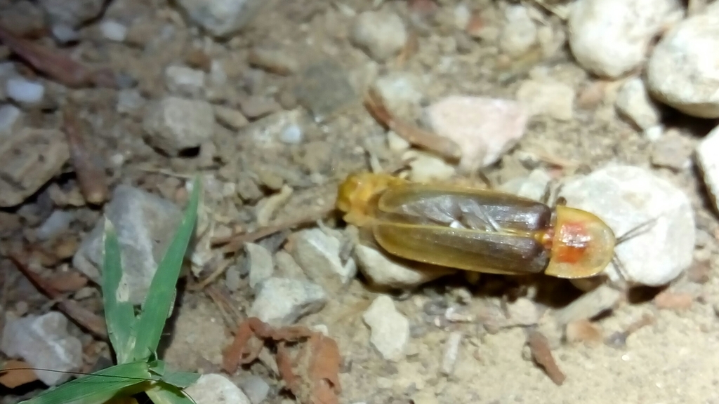 Nyctophila