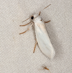 Prodoxidae