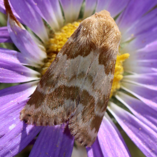 Schinia errans photo 4