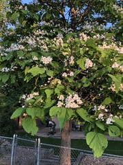 Catalpa