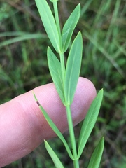 Hypericum virgatum