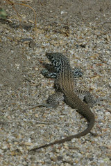 Aspidoscelis tigris tigris