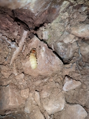 Lampyris germariensis