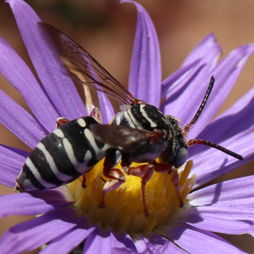 Neglected Cuckoo Nomad Bee