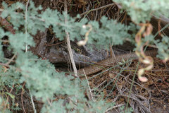 Masticophis flagellum piceus