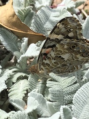 Vanessa cardui