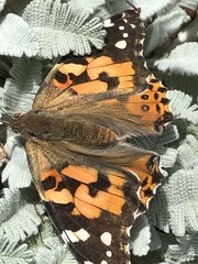 Vanessa cardui