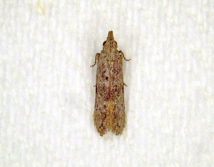 Anarsia citromitra