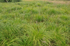 Carex cespitosa