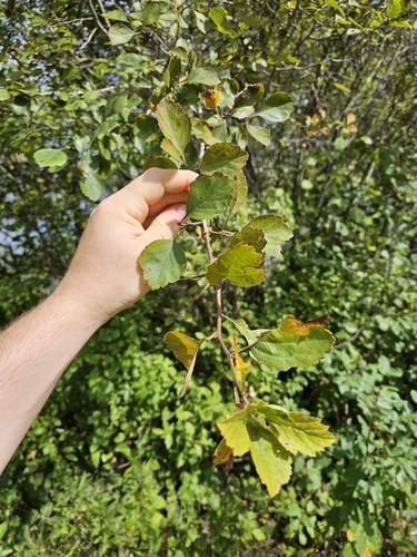 Image of Crataegus margaretta by (c) Chris Poling, some rights reserved (CC BY)