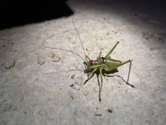 Ephippiger discoidalis