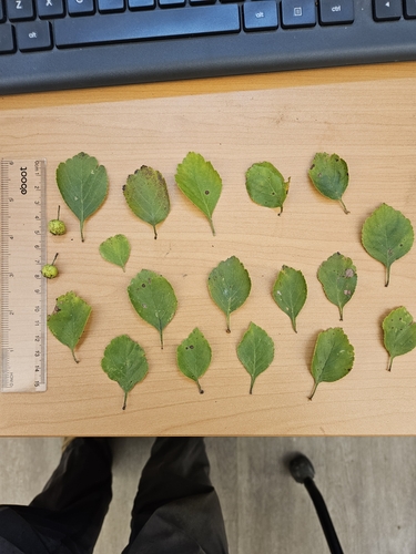 Image of Crataegus margaretta by (c) Chris Poling, some rights reserved (CC BY)
