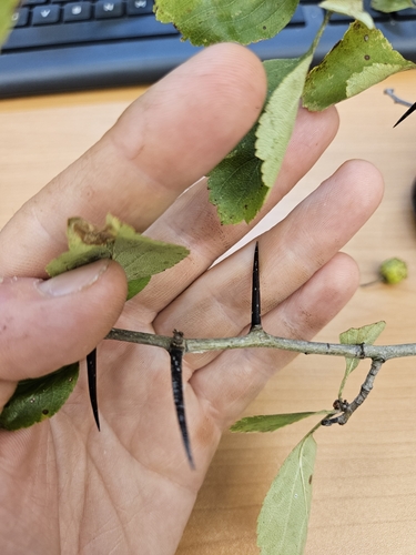 Image of Crataegus margaretta by (c) Chris Poling, some rights reserved (CC BY)