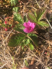 Rubus arcticus