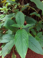 Besleria trichostegia