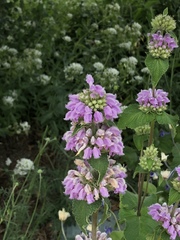 Phlomis cashmeriana