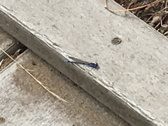 Argia vivida