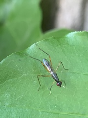 Rainieria