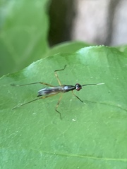 Rainieria