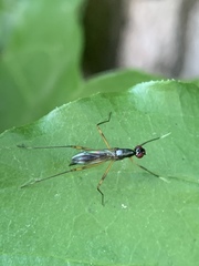 Rainieria